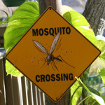mosquito-crossing-1568680