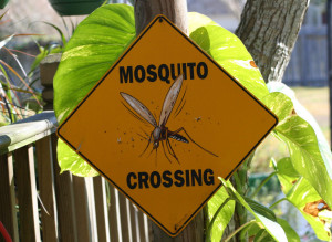 mosquito-crossing-1568680